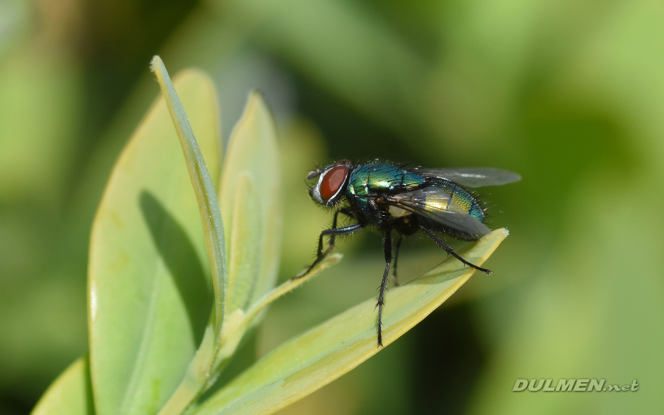 Greenbottle (Female, Lucilia caesar)